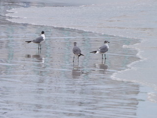 seagulls on the beach