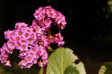 Bl&uuml;ten von einem roten Zierrhabarber