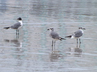 seagulls on the beach