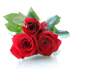 Beautiful Red roses. Isolated on a white background.