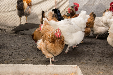 Rooster chicken agriculture livestock trample  coop farm for design background