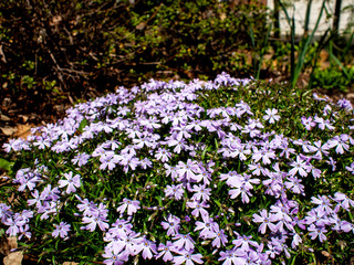 Naklejka premium first flowers in the garden in the spring