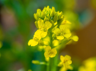 Obraz na płótnie Canvas yellow flower in the garden in the spring