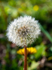 Obraz premium dandelion head in the garden in the spring