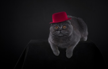 gray scottish cat in a hat on a black studio background