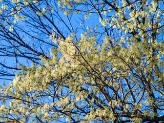 white flowers on tree branches in the spring