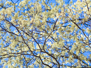 Obraz premium white flowers on tree branches in the spring