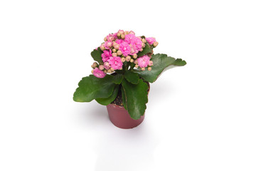 Flower pink in pot on white background.