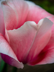 Fototapeta na wymiar macro shot of pink tulip