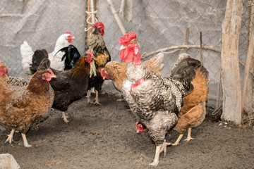 Rooster chicken agriculture livestock trample  coop farm for design background