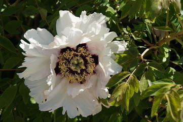 Wei&szlig;e aufgebl&uuml;hte Bl&uuml;te