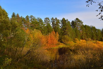 autumn in the forest