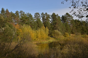 autumn in the forest