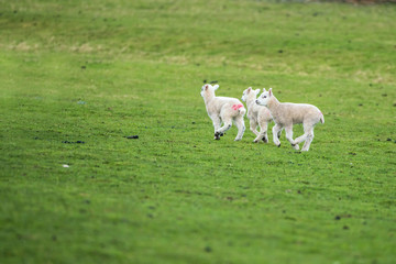 Three young lambs running across a field