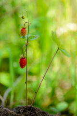 Large oval-shaped strawberries ripened in the forest