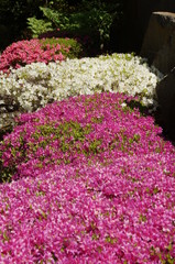 Aufbl&uuml;hende B&uuml;sche in verschieden Farben