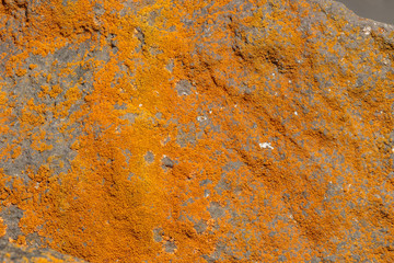 Rusty lichen on stone, v6