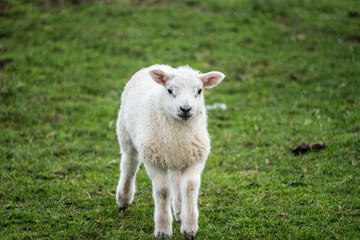 Single lamb facing camera in the rain