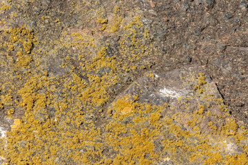 Rusty lichen on stone, v4