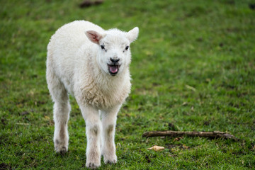 Single lamb bleating while facing camera in the rain