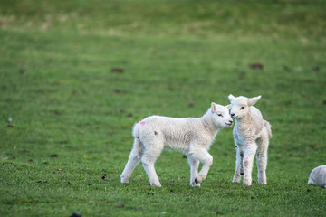 Two young lambs