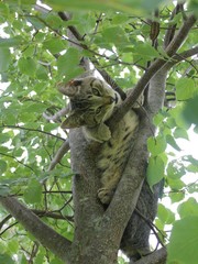 Kitten in the tree
