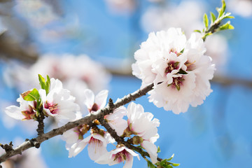 Beautiful spring floral background with blossoming almond branches, bokeh, blurred background and texture