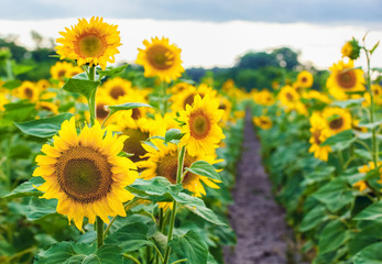 Obraz premium A picturesque field of a blossoming sunflower at sunset. Grain harvest in summer.
