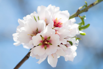 Beautiful spring floral background with blossoming almond branches, bokeh, blurred background and texture