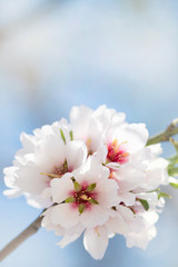 Beautiful spring floral background with blossoming almond branches, bokeh, blurred background and texture with copy space