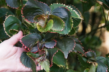 Bl&auml;tter mit verschieden Rarben umrandet
