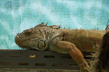 Ein Cham&auml;leon ruht sich aus.