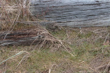 Driftwood with foreground dry beach grass.