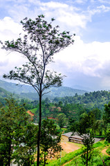 View of Nuwara Eliya tea plantations hiding in the mountains. Sri Lanka