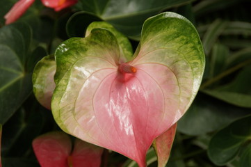 Aufgebl&uuml;hte mehrfarbige Bl&uuml;te