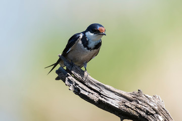Hirondelle à gorge blanche,.Hirundo albigularis, White throated Swallow © JAG IMAGES
