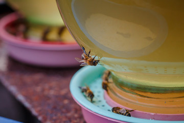 bees on a drinking bowl with sweet water. Feeding of bees during the absence of honey collection. Bees close-up on a jar of water and yellow syrup.
