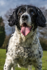 Fototapeta premium Springer spaniel in the park.
