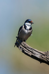 Hirondelle à gorge blanche,.Hirundo albigularis, White throated Swallow
