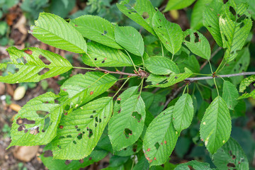 Forests, trees, leaves and pests concept: Twig with cherries leaves attacked by worms