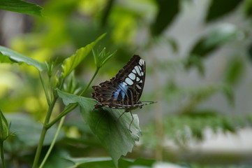 Ein exotischer Schmetterling