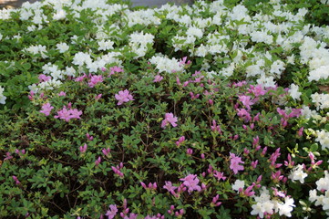 Aufbl&uuml;hende verschiedenfarbige Bl&uuml;ten