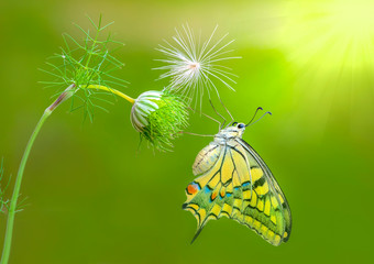 Closeup   beautiful butterfly sitting on flower.