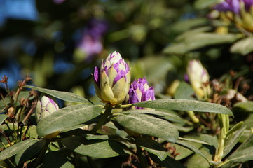 Aufblühende Blumenknospen