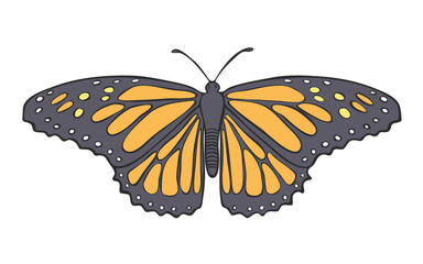 Fototapeta na wymiar Hand drawn butterfly, vector