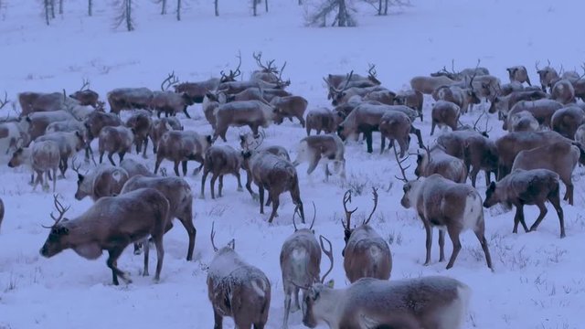 A herd of reindeer is running in the tundra