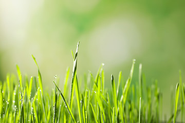 Green wheat grass with dew drops on blurred background, closeup