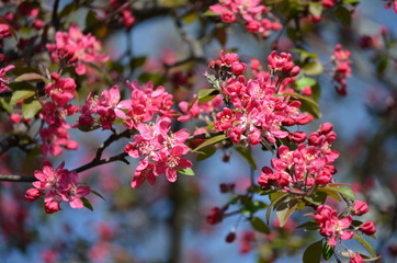 Close up of decorative red crabapple flowers in a tree in full bloom in a garden in a sunny spring day