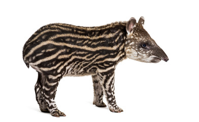 Obraz na płótnie Canvas Month old Brazilian tapir standing in front of white background