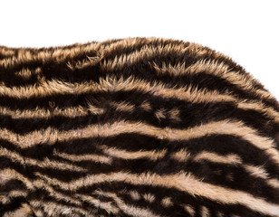 Close up of Month old Brazilian tapir's fur in front of white ba